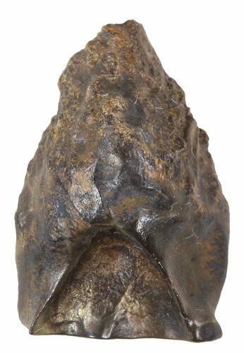Triceratops Shed Tooth - Montana #53632
